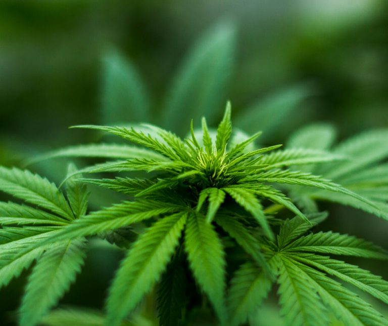 מבשלים עם קנאביס: 3 מתכונים מובילים